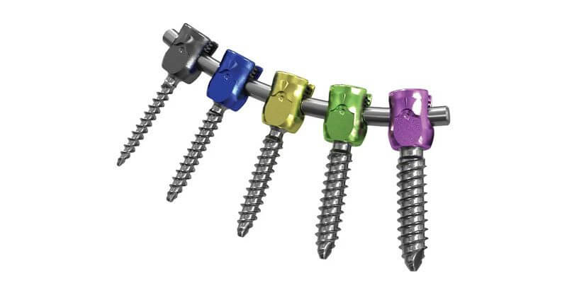 spine